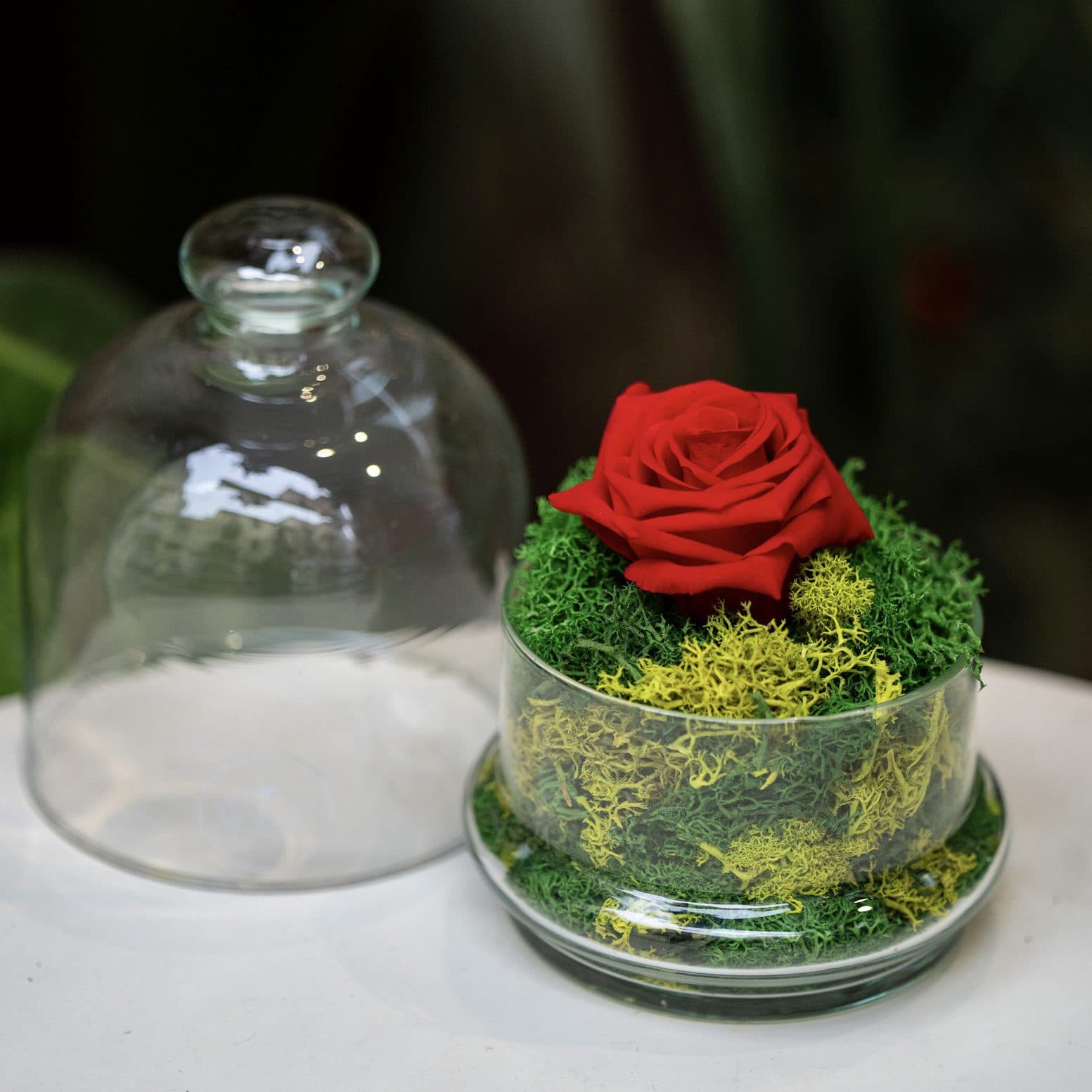 Rosa eterna natural – Cúpula Pequeña