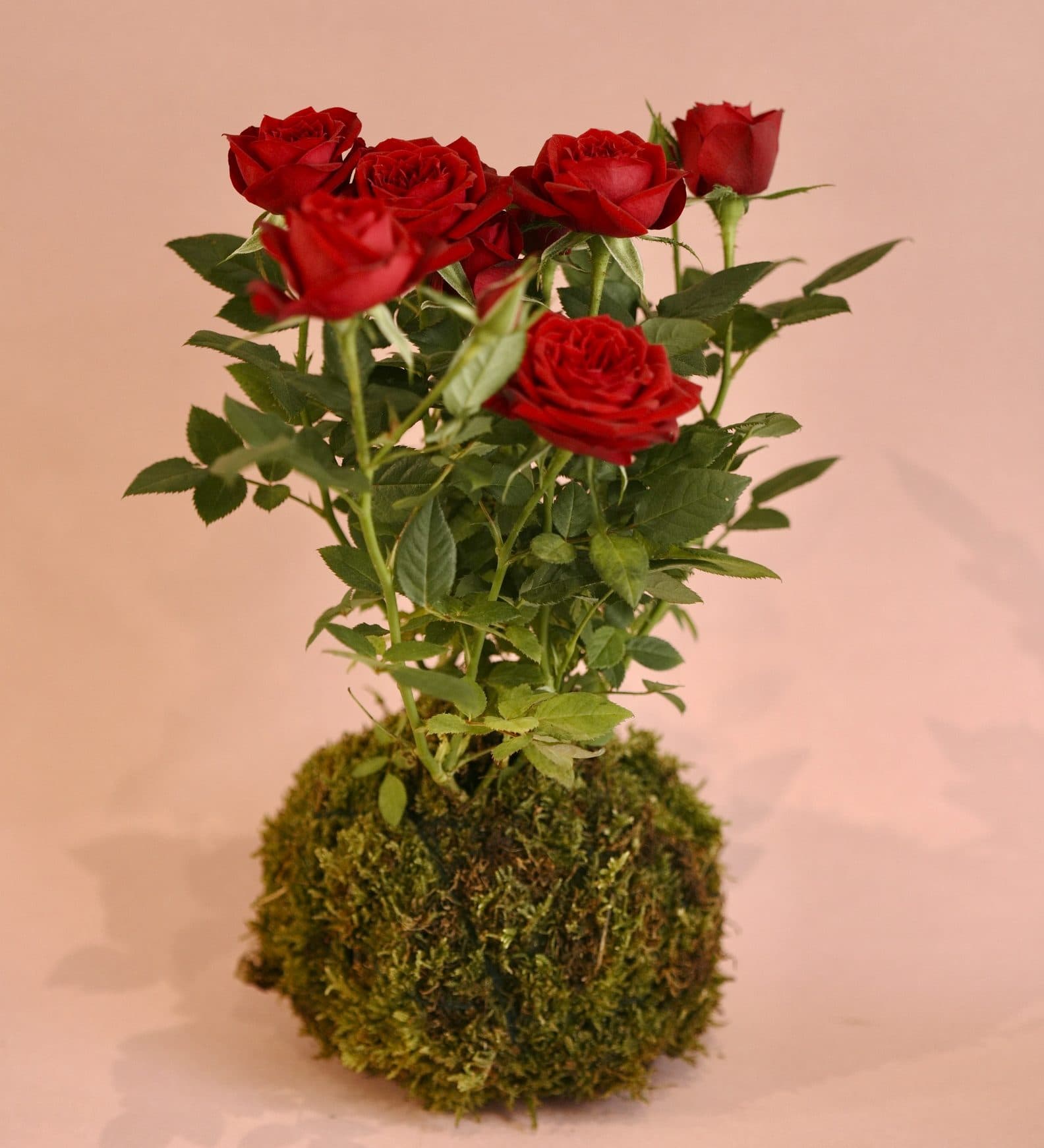 Kokedama Rosal