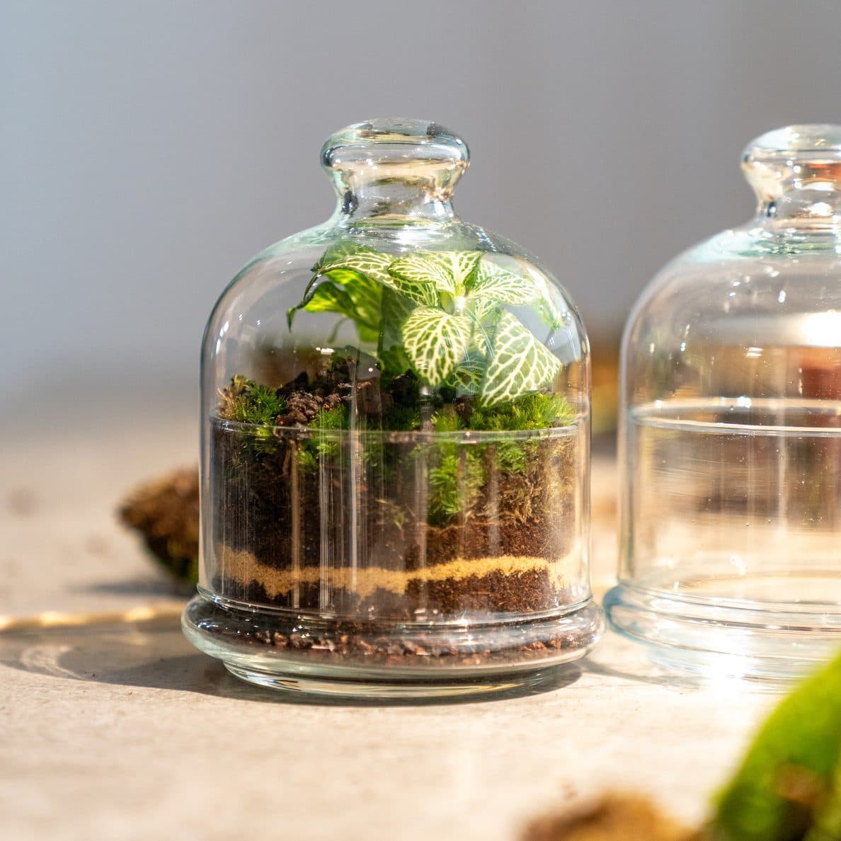 Actividades con plantas para empresas en Barcelona