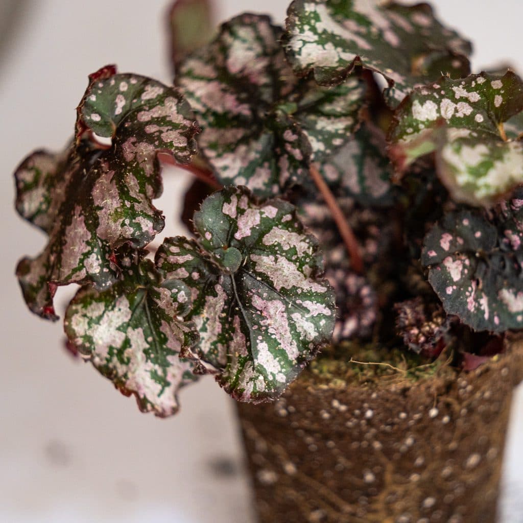 begonia rex cumbia