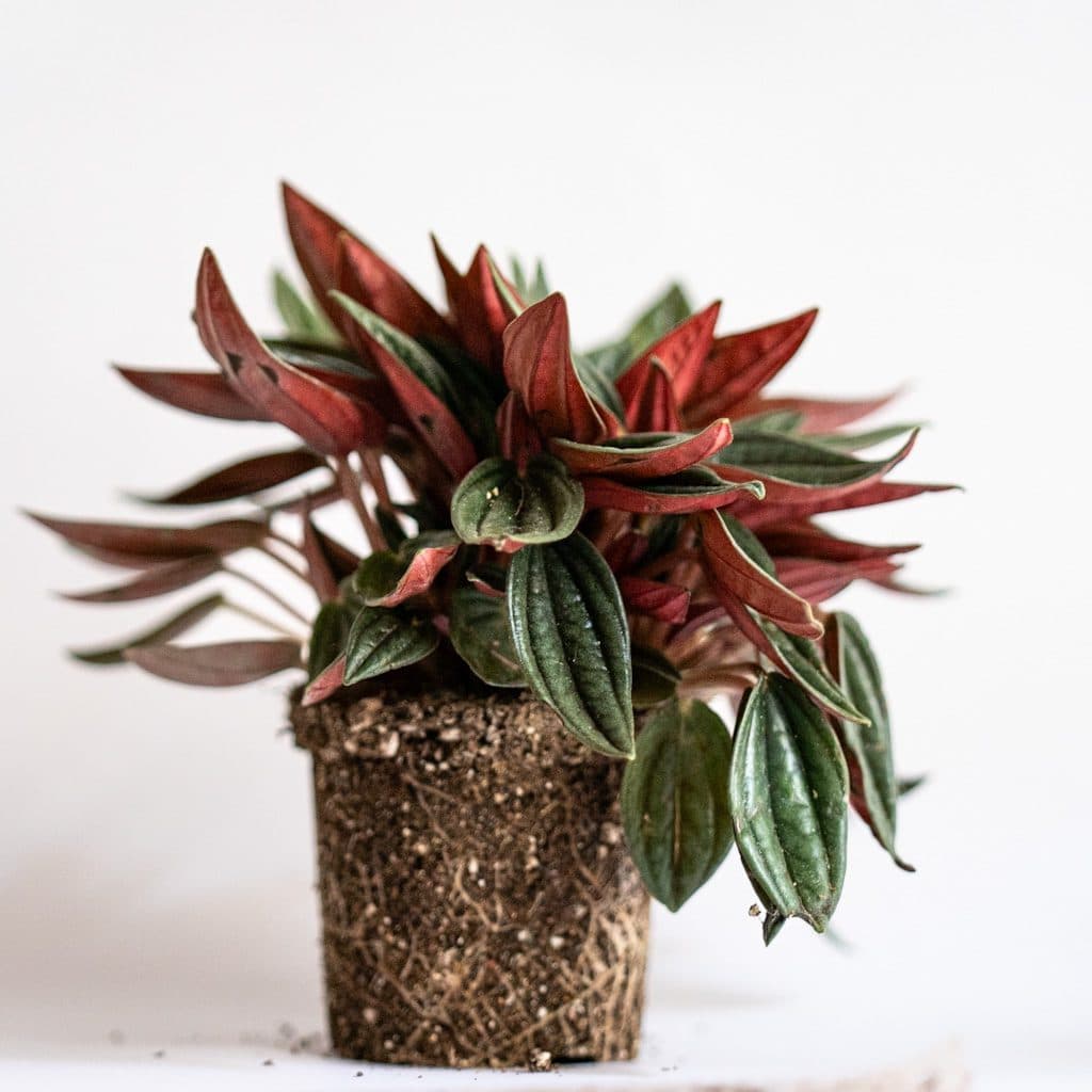 peperomia caperata roja