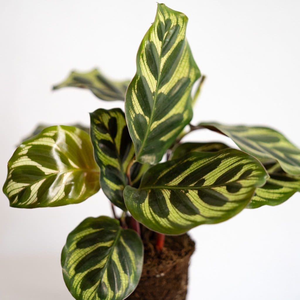 calathea makoyana mini