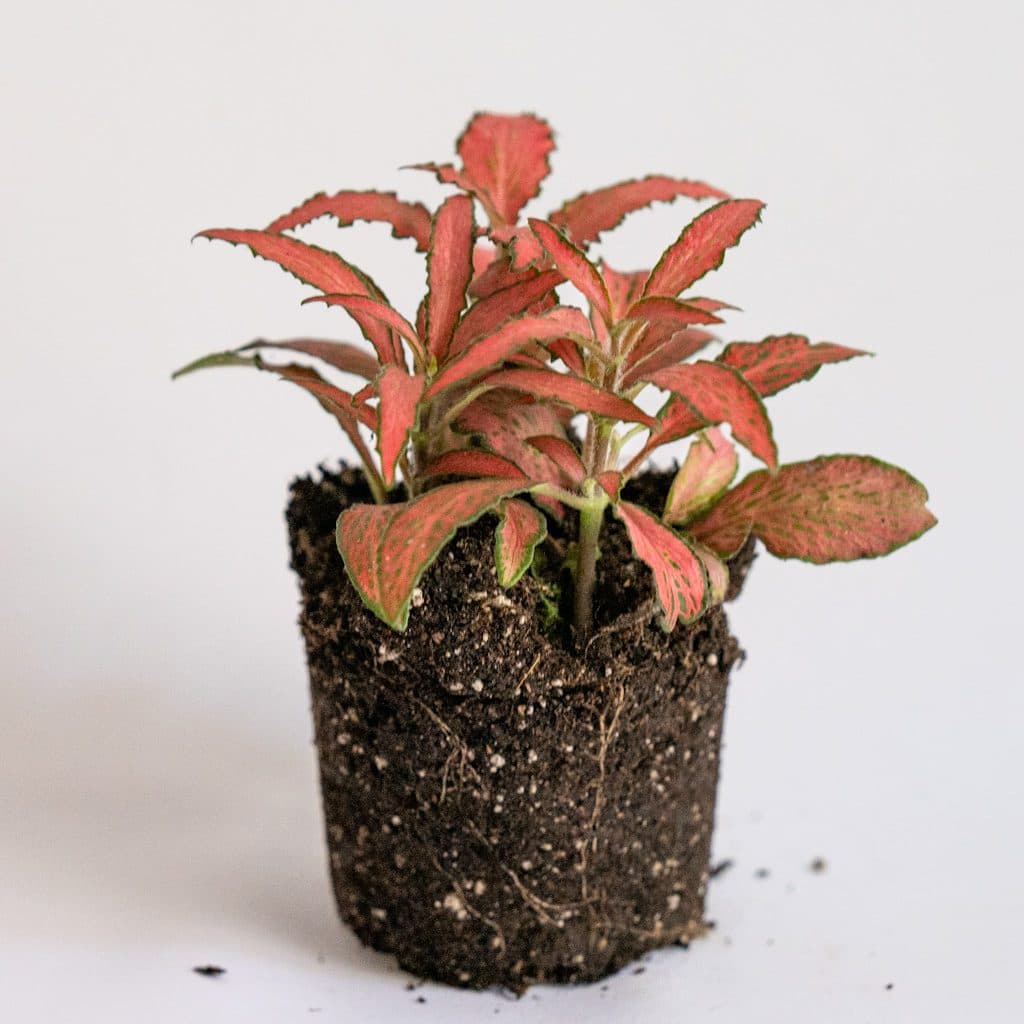 Fitonia (Planta para Terrarios)
