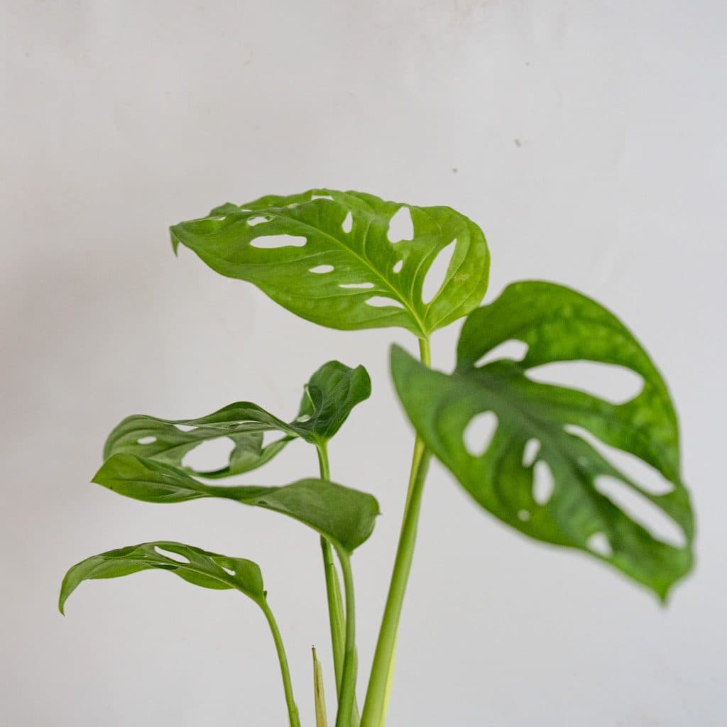 Mini Monstera adansonii