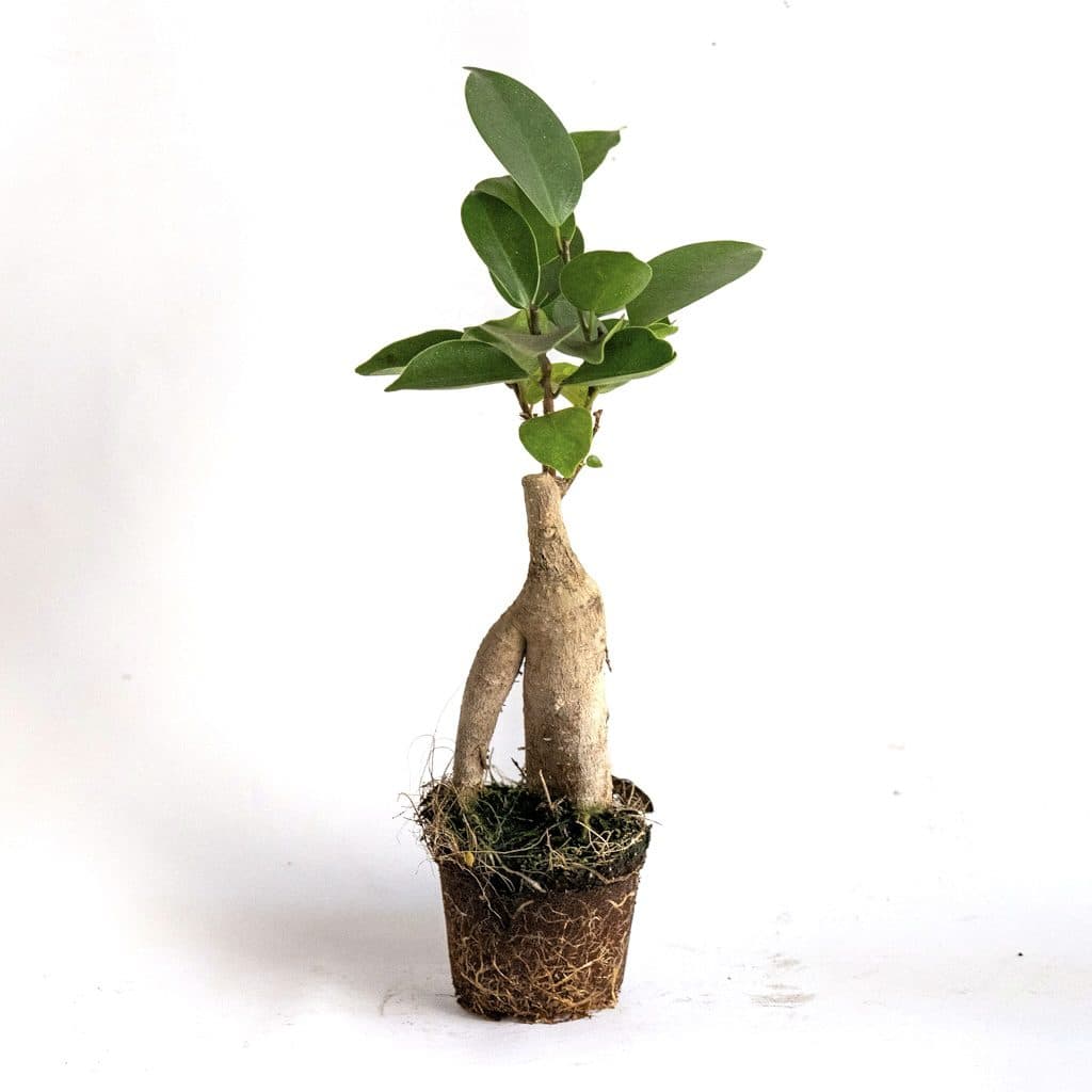 Ficus Microcarpa Mini