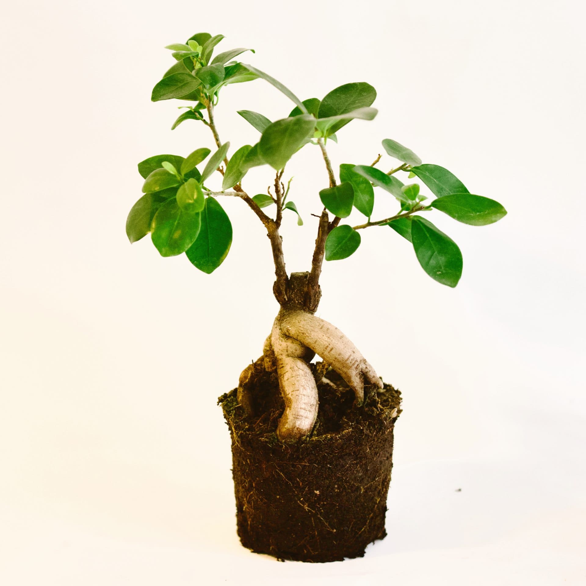 ficus microcarpa mini 12cm D