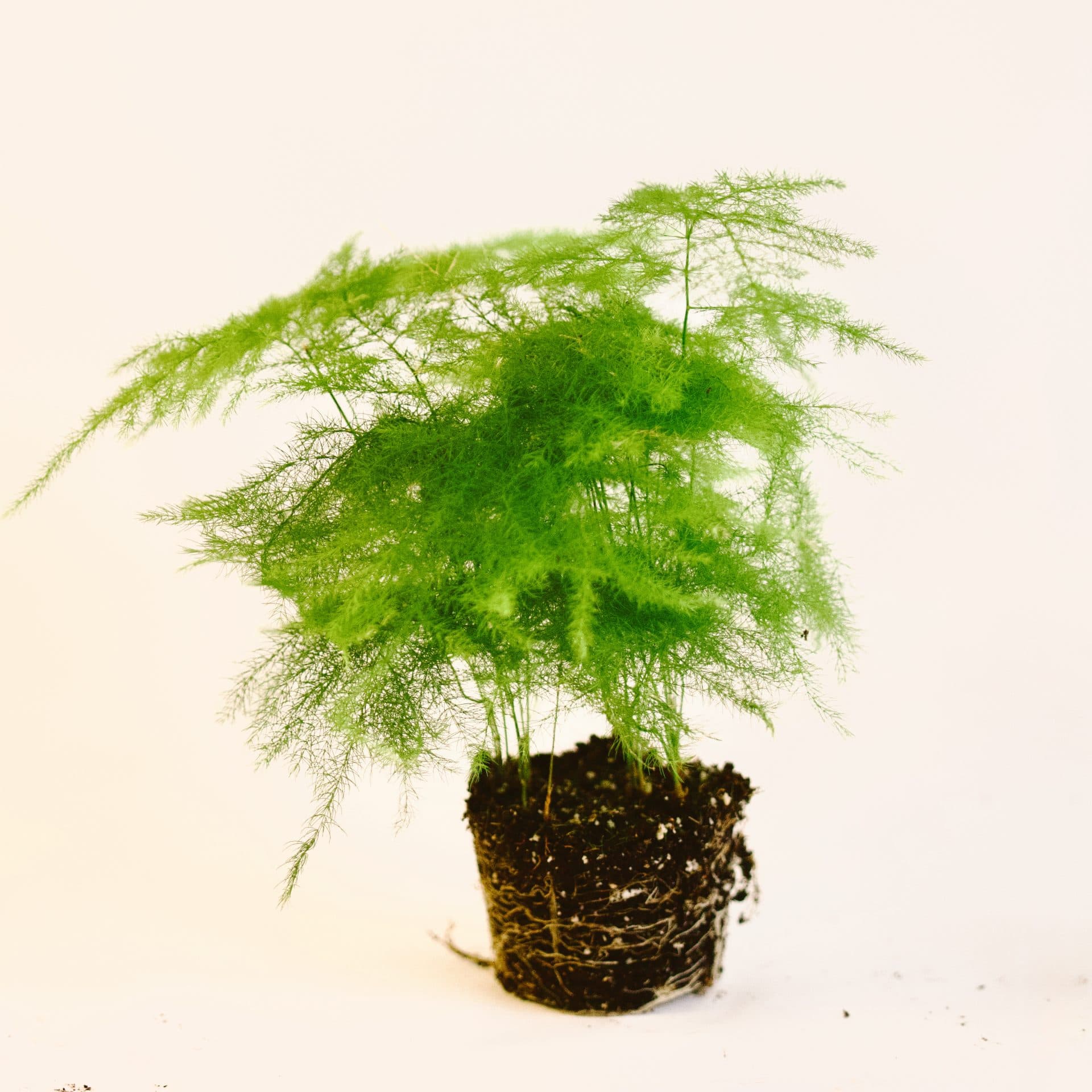Mini Esparraguera (Asparagus setaceus)