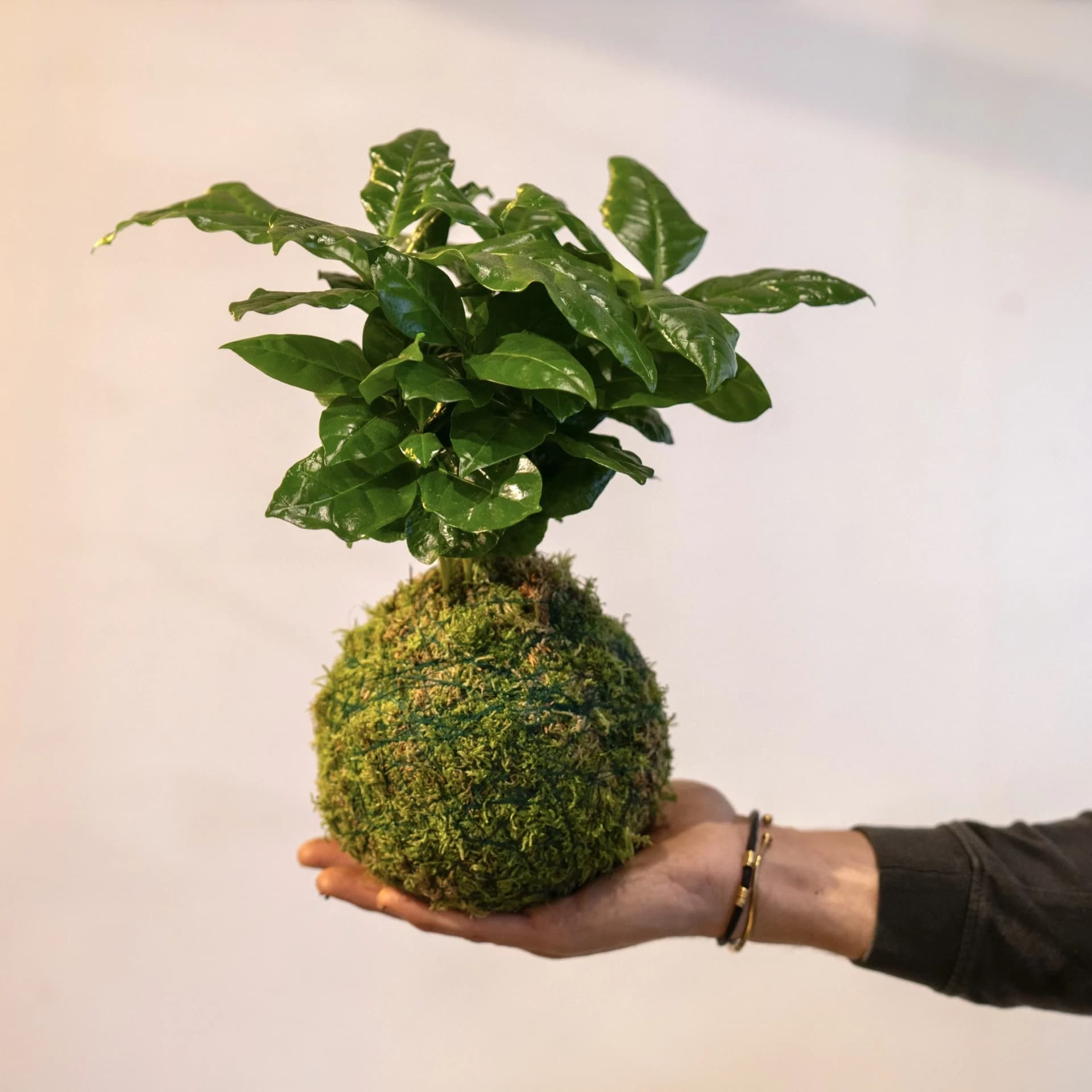 kit diy kokedama